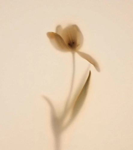 A passionate appreciation