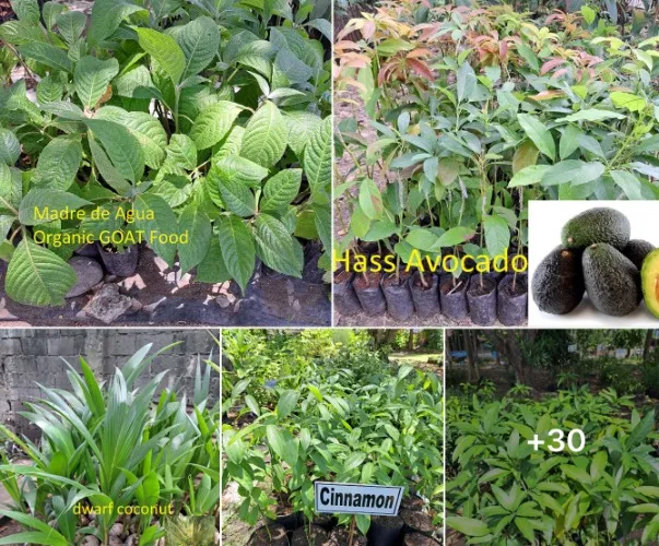 Pls prioritize this one? =D pls pls pls