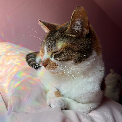 🐱 Gaia’s Surgery 🐱