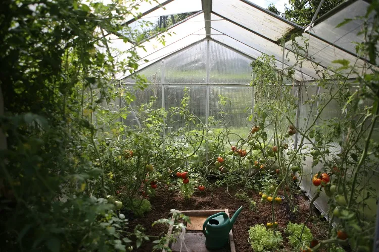Greenhouse care 
