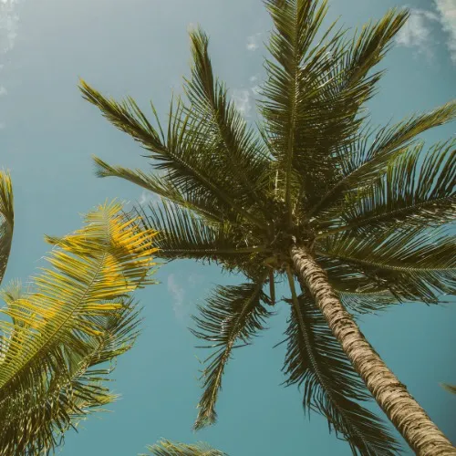 Fund my Florida trip 🌴