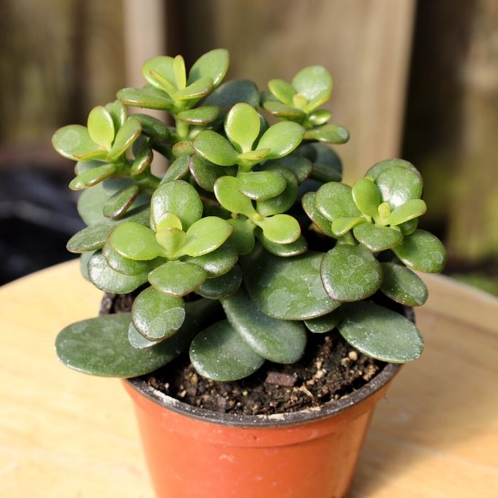 Mini Leaf Jade Plants | 4 Inch Pot