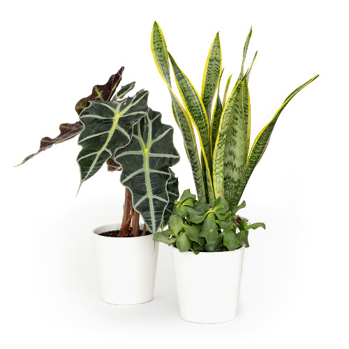 Bloomsy Plants - Month to Month S - Month to Month
