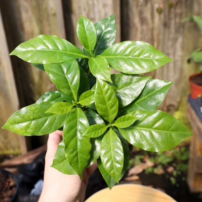 Coffee Plants | 4 Inch Pot
