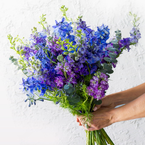 Blue Botanica - Regular Shipping