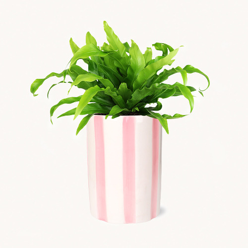 Osaka Bird's Nest Fern Pink Stripe Pot