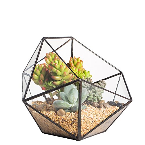 NCYP 6.69" Bowl Shape Geometric Glass Terrarium, Half Ball Pentagon Planter Indoor Balcony Window Succulent Plant Cacti Fern Flower Pot Container Tabletop Miniature Centerpiece (No Plants Included) - Bowl Shape