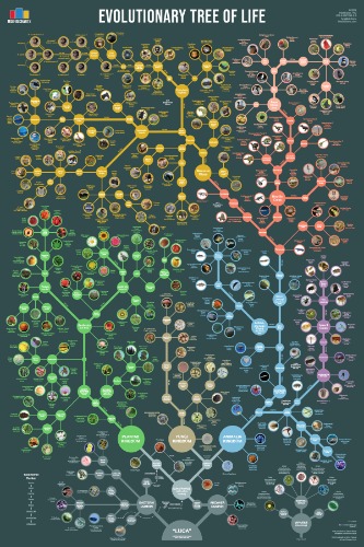 Evolutionary Tree of Life Poster | 24x36