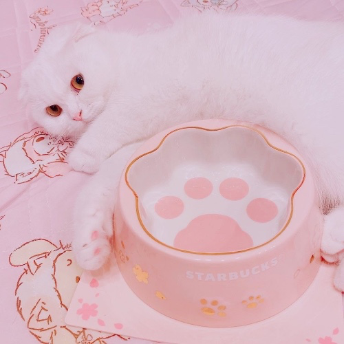 Automatic Cat Feeder