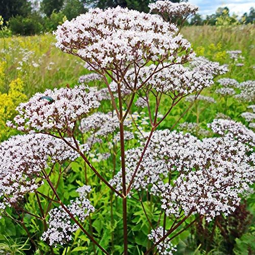 Outsidepride 5000 Seeds Perennial Valerian Herb Garden Seeds for Planting - 1 - 5000 Seeds