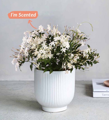 Jasmine & Ceramic Pot | With white pot