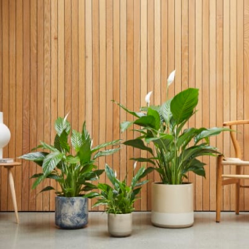 Peace Lily with pot