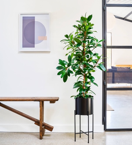 African Fig | 140-150cm