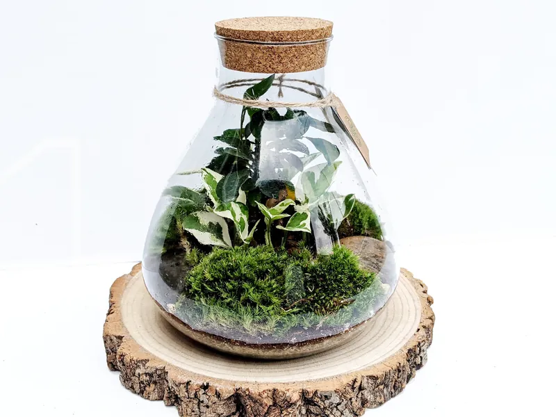 DIY Terrarium Kit