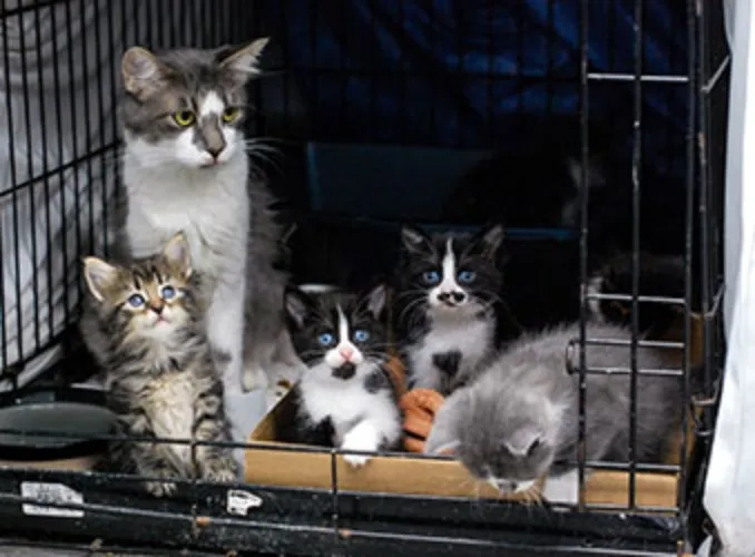 Support for Isabella's shelter animals ❤