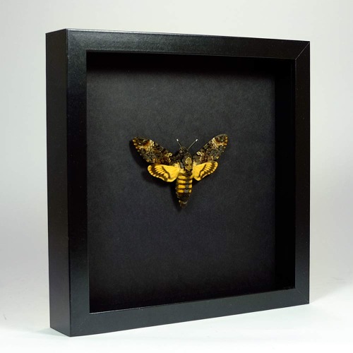De Museumwinkel.com Acherontia atropos – The Death's-head Hawkmoth – Real Taxidermy fjäril monterad under glas i handgjord elegant svart träram