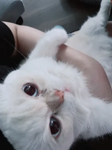 (14g x 40 Sticks) Ciao Chu Ru Cat Treats Jumbo Mix (Tuna Jumbo Mix)