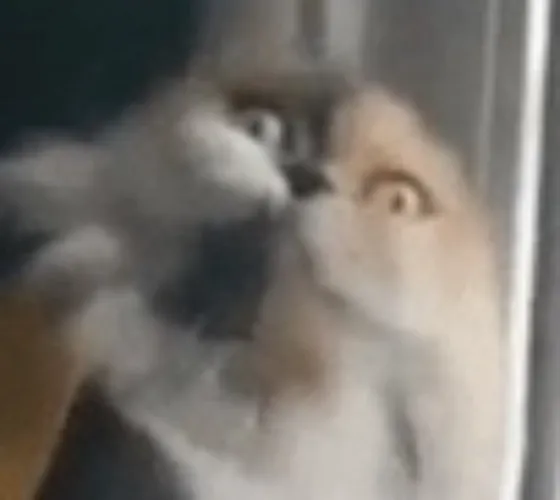 Get some new emotes!