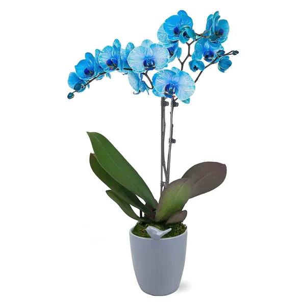 Plants & Blooms Shop and Blooms Shop Orchid Plant – Easy Care Live Plants, 5” Diameter, Blue Watercolor in a Blue Bird Pot, Moss Topped PB344