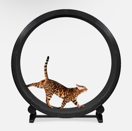 Cat Exercise Wheel | Black / Black Felt / Light-up LED