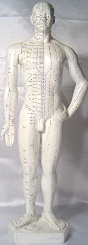 Human Acupuncture Model, Height 20"