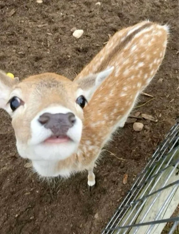feed a fawn
