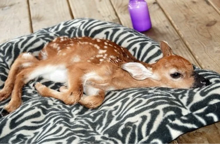 one (1) Taco Bell order