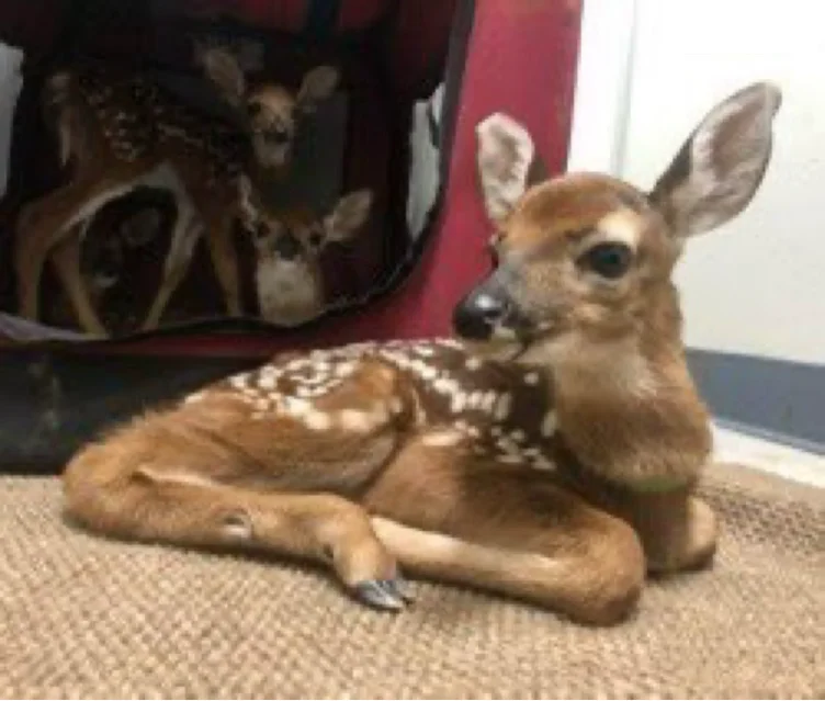 multiple (many) Taco Bell orders