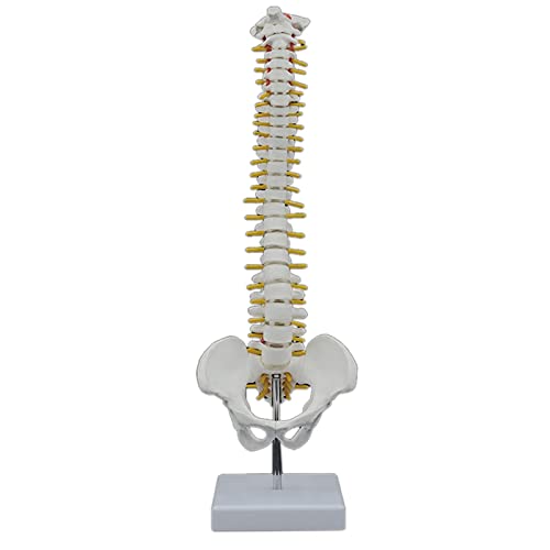 Spine