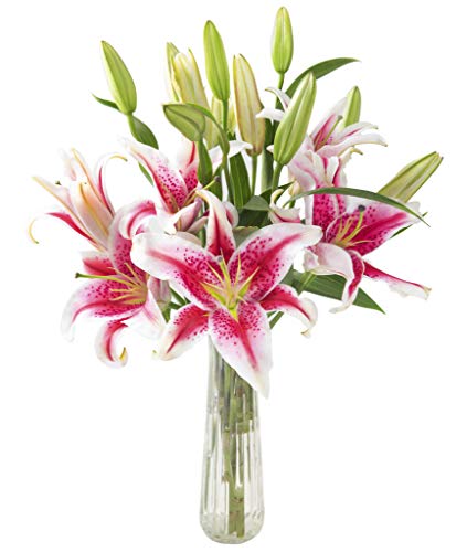 KaBloom PRIME NEXT DAY DELIVERY - Sailor's Sunset Bouquet of 5 Fresh Pink Lilies with Vase .Gift for Birthday, Sympathy, Anniversary, Get Well, Thank You, Valentine, Mother’s Day Fresh Flowers - With Vase