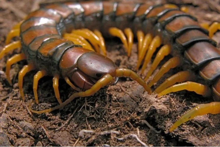 2800 V-Bucks Fortnite