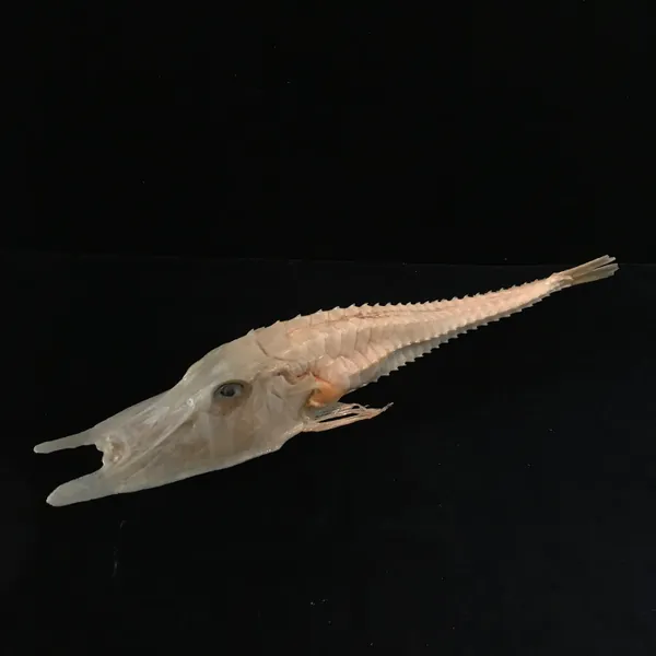 Taxidermy prehistoric fish//real armored nautilus fish/taxidermy sea life//taxidermy fish//fish skeleton//nature curio //sea life taxidermy
