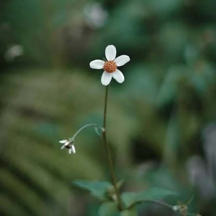 small flower 