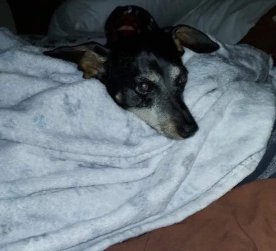 Jax Vet Bills Minimum Dono