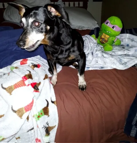 Jax Vet Bills Part 2