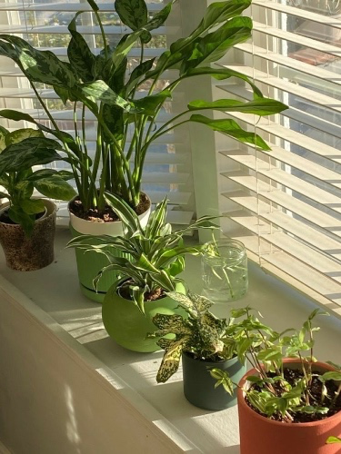 Indoor Plants
