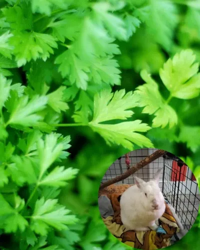 Parsley For Bagel